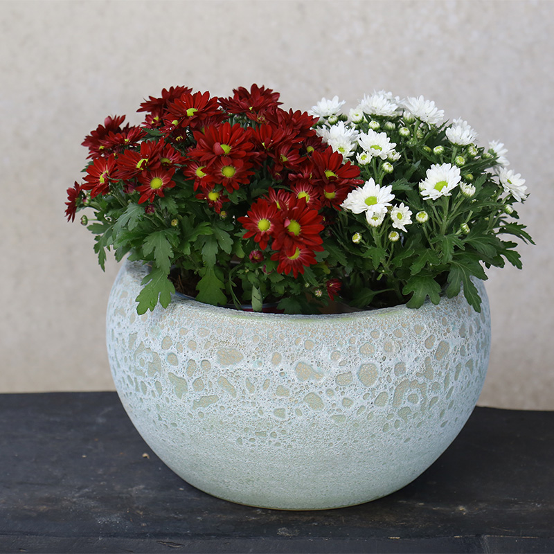 3216 Atlantic Tô Thấp 34x34x19 M30