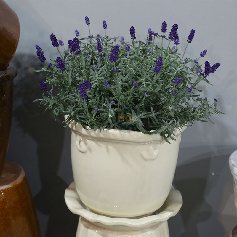 4108 ID Bầu Hoa Miệng Bèo 25x25x21